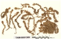 藏品(泥炭苔屬)的圖片